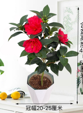 四季茶花夏日七星树苗重瓣大红山茶花盆栽室内外庭院阳台好养花卉