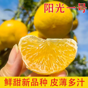 湖南怀化阳光一号桔柚高山橘柚子新鲜皮薄爆汁脆嫩甜心手剥柚礼盒