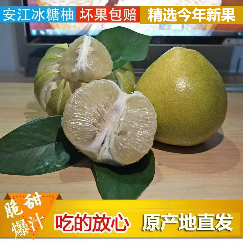 湖南怀化安江雪峰冰糖柚老树小苦柚药柚子安福金兰柚爆汁10斤大果