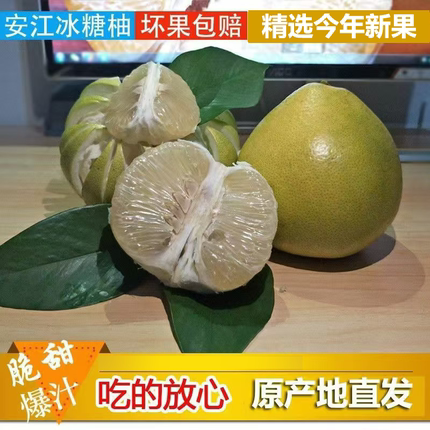 湖南怀化安江雪峰冰糖柚老树小苦柚药柚子白心安福金兰柚爆汁土柚