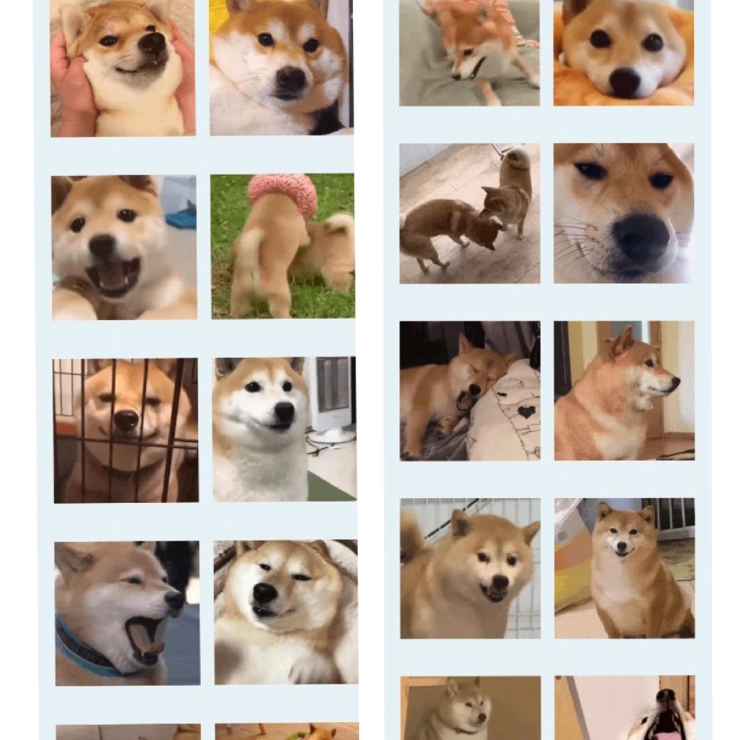 可爱柴犬表情包微信表情包动态50个