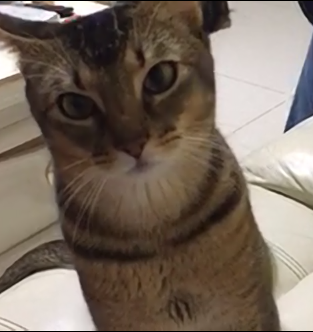 纯种阿比西尼亚猫又名兔猫,芭蕾舞猫,埃塞俄比亚猫,种公配种