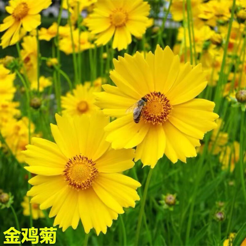 大花金鸡菊种子四季种野菊花金钱菊花种籽花海多年生宿根花草种子