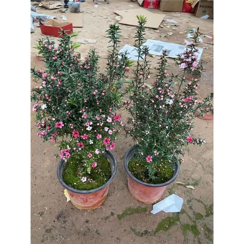 澳洲松红梅一树多色耐寒绿植花卉盆栽阳台客厅窗台庭院带原盆包邮图片