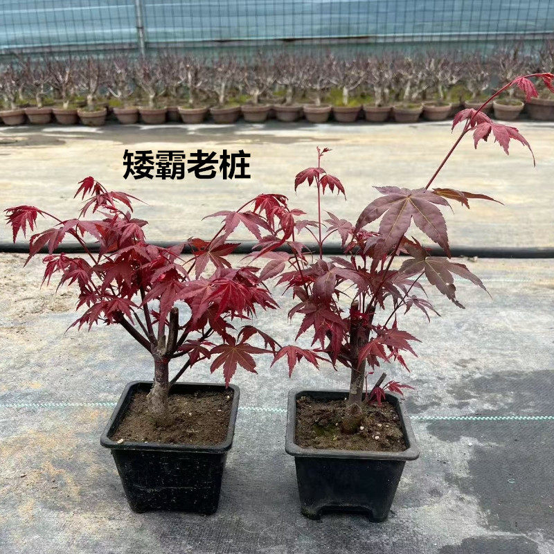 【直播同款】老桩矮化红枫黄金枫
