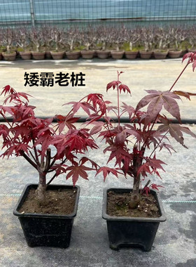 日本红枫盆景原生矮霸红舞姬老桩四季红枫树盆栽室内阳台庭院植物