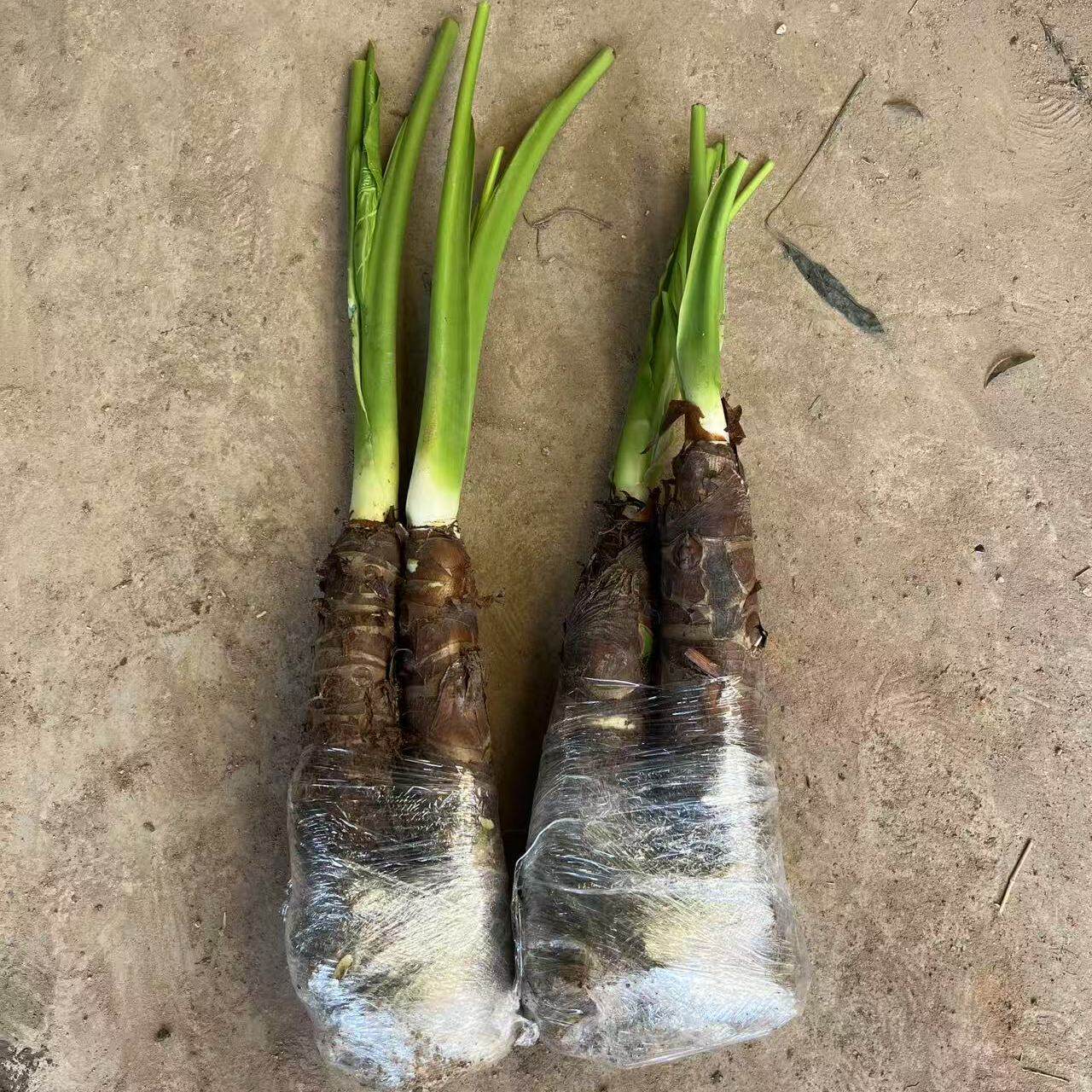 滴水观音大叶水培盆栽霸王大型甲醛绿植花卉室内植物空气客厅盆景