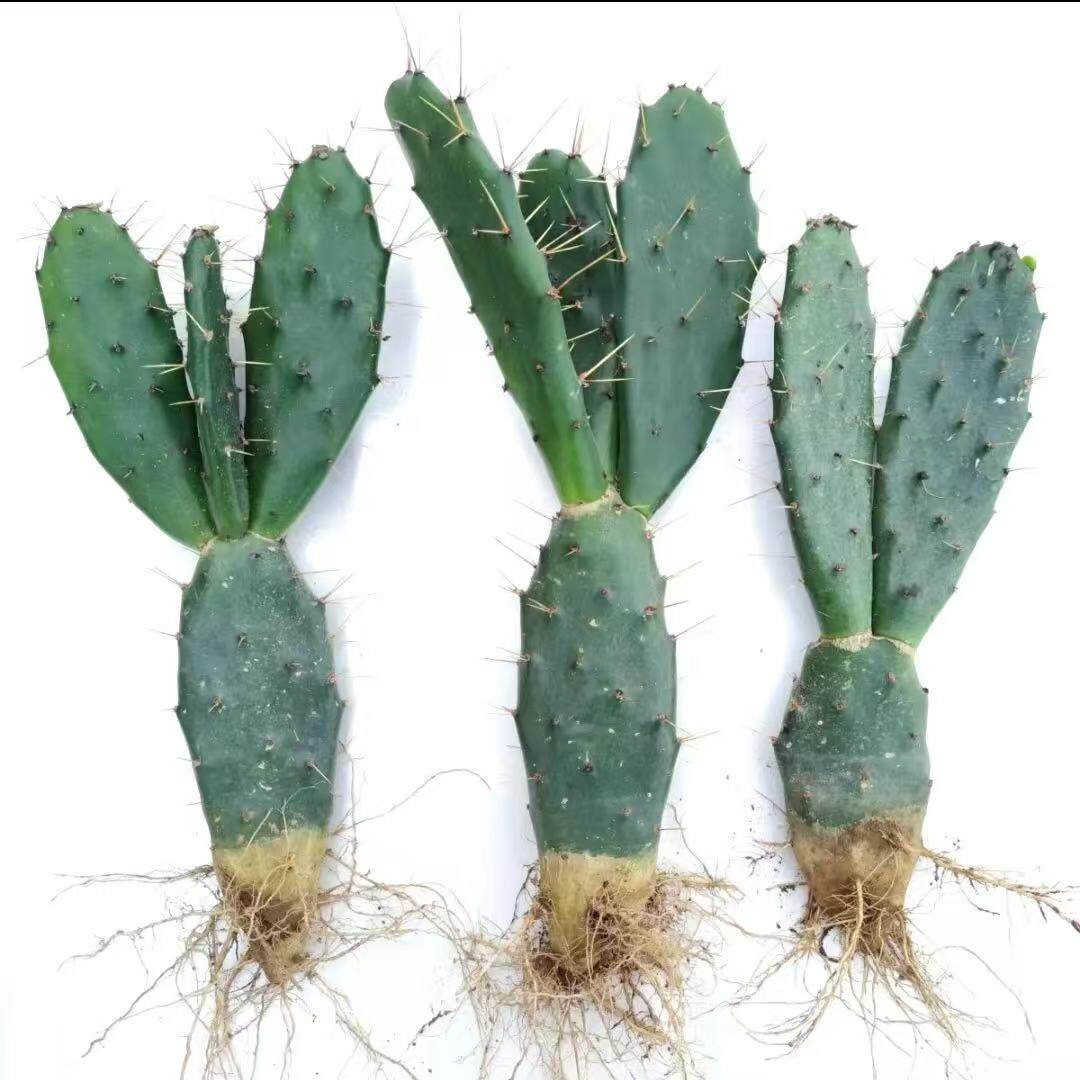 黄大刺嫁接仙人掌包邮蟹爪兰