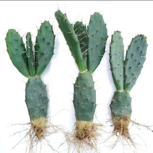 黄大刺仙人掌多肉嫁接仙人掌砧木包邮蟹爪兰嫁接仙人掌仙人掌专用