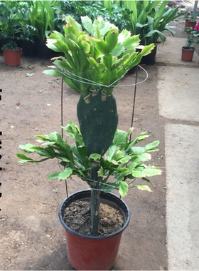 仙人掌嫁接蟹爪兰双层嫁接令箭荷花盆栽·带花多色四季多肉植物