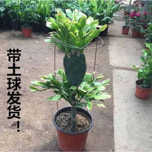 仙人掌嫁接蟹爪兰双层嫁接令箭荷花盆栽·带花多色四季多肉植物