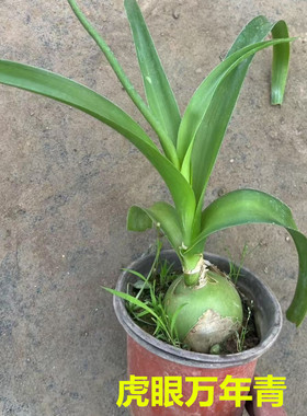 虎眼万年青正品盆栽苗室内阳台庭院可食用药材鲜叶绿植花卉旱三七