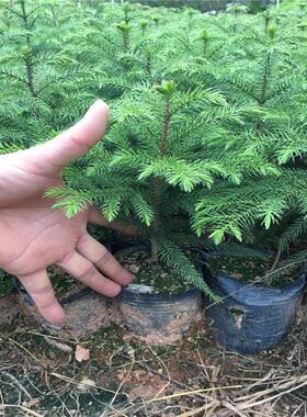 南洋松大小苗南洋杉树苗圣诞树花卉盆景客厅花卉绿植盆栽四季常青