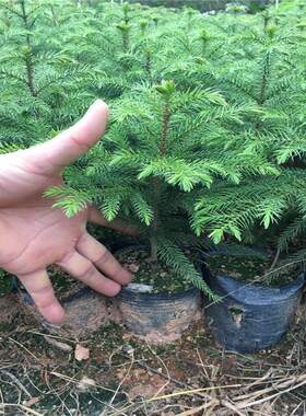 盆栽草本植物耐寒室内室外风景树