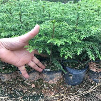 南洋松大小苗南洋杉树苗圣诞树花卉盆景客厅花卉绿植盆栽四季常青