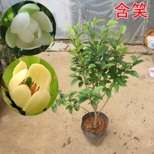 含笑花苗 含笑花树苗办公室内盆栽绿植 浓香花卉带花苞发货好成活