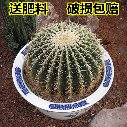 室内室外仙人类金虎好养简单容易