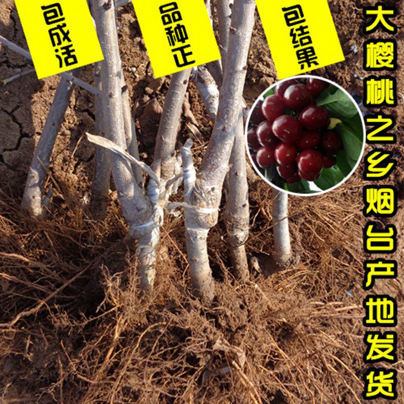 车厘子树苗南方北方种植盆栽地栽新品种山东烟台大樱桃苗美早俄8