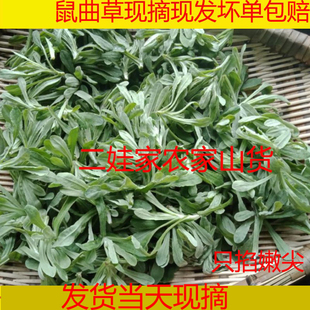 鼠曲草新鲜清明草绒毛草鼠鞠草棉菜青团清明粑田艾软雀菠波草水湫
