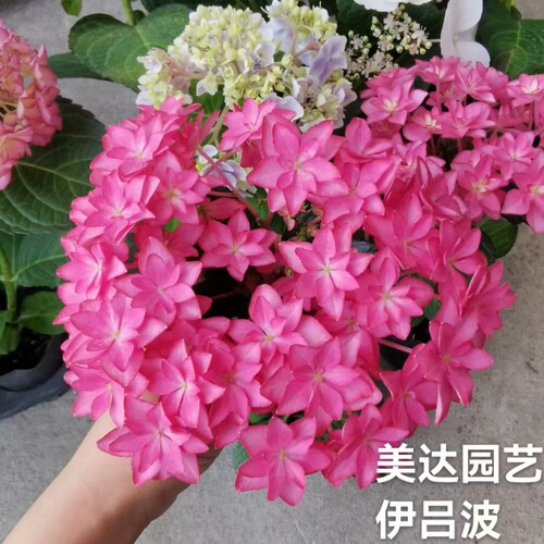 3B/伊吕波 斑斓星空 进口绣球花苗 庭院花园植物盆栽新老枝开花