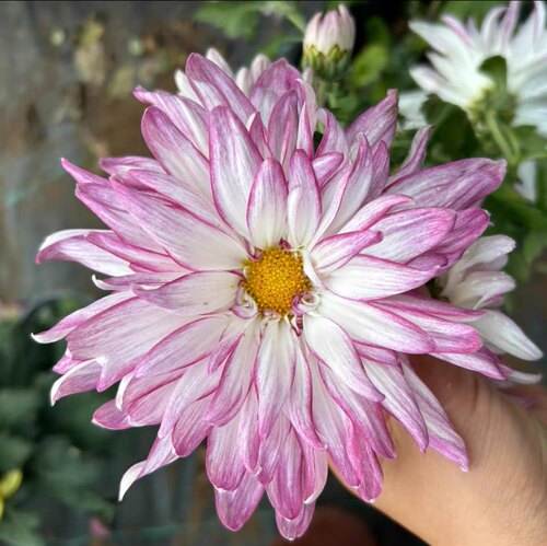 2国菊 大花菊花新品摇篮曲 玉壶春国菊 盆栽植物花卉花苗 4棵包邮