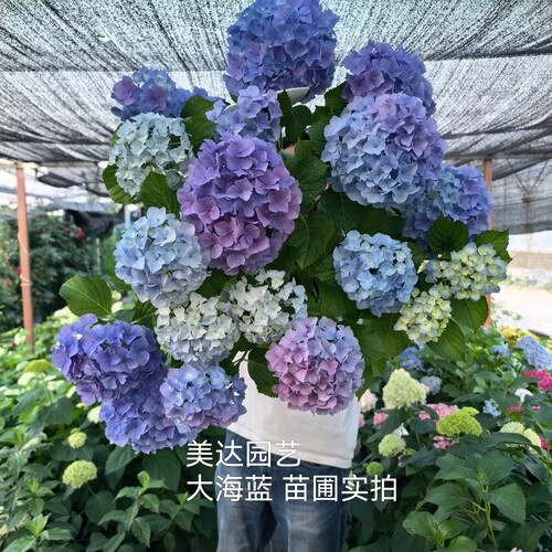 美达园艺 大海蓝 爆款大花绣球花苗植物盆栽花卉庭院露台阳台小苗