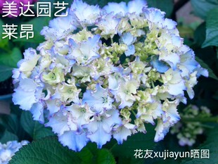 【美达园艺】莱昂 进口新品重瓣大花绣球花苗 包对版 有1加仑大苗