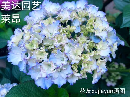 美达园艺莱昂进口重瓣大花包对版