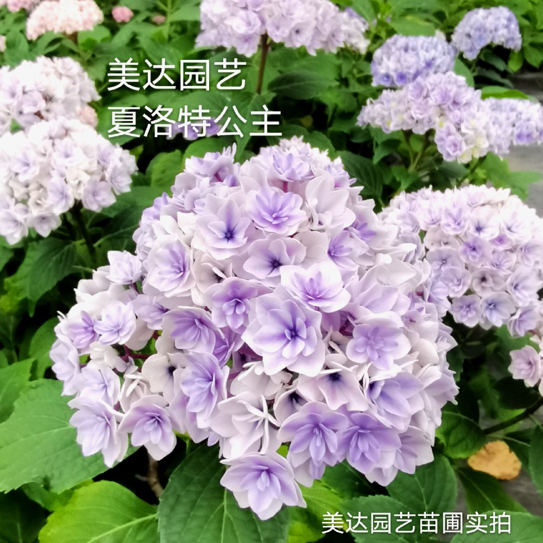 夏洛特公主绣球盆栽花卉