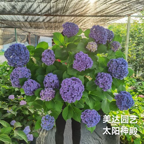 太阳神殿 进口重瓣大花绣球花苗庭院盆栽植物花卉 美达园艺