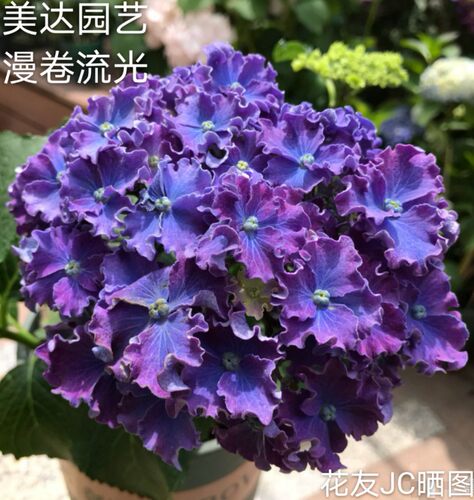 进口新品大花绣球花苗 漫卷流光 波浪边包对版 有1加仑大苗