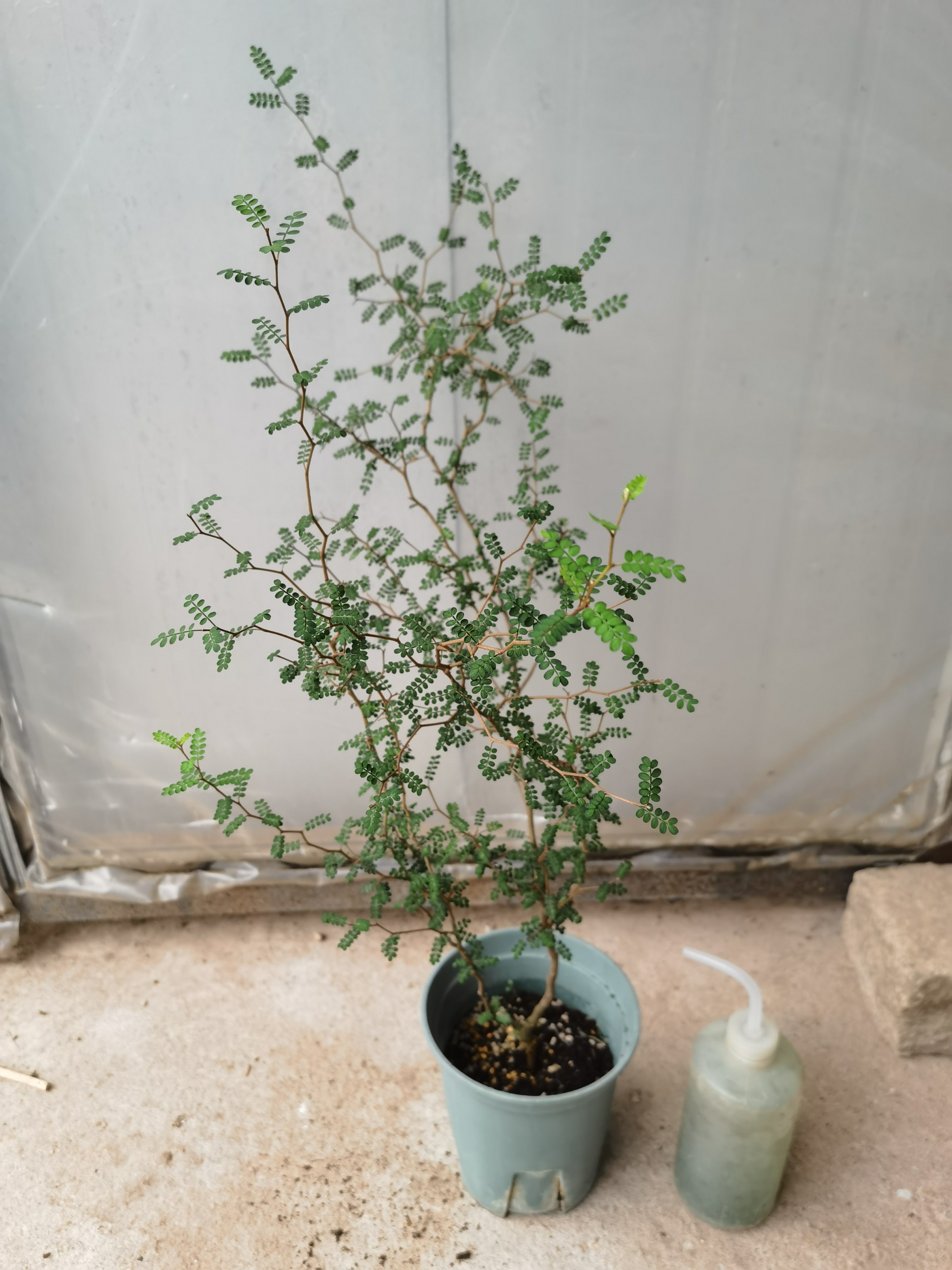 新西兰童话树 ins网红植物小男孩 刺槐盆栽文艺盆景包邮室内可爱图片