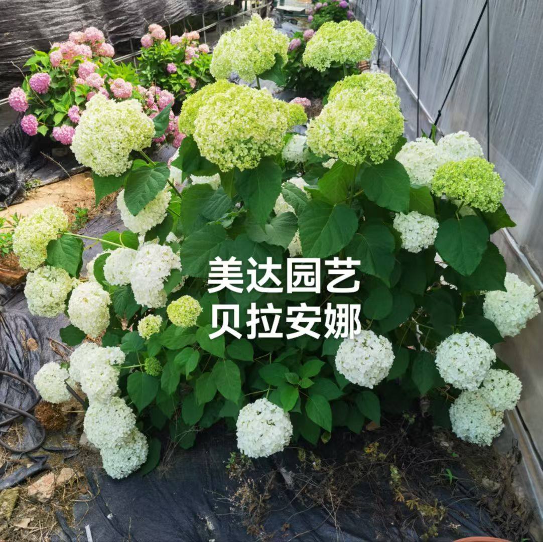 贝拉安娜绣球粉贝花盆栽耐寒耐晒阳台庭院绿植大花木本绣球,鲜花速递/花卉仿真/绿植园艺,绣球/木绣球/木本植物,淘宝优惠券,粉丝福利购,淘宝优惠卷