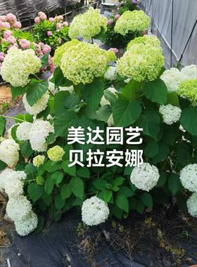 粉贝粉色无敌 贝拉安娜 耐寒耐晒阳台庭院大花木本圆锥绣球花盆栽