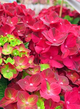 魔幻红宝石魔幻系列暗红色绣球进口大花绣球花苗盆栽小苗庭院花卉