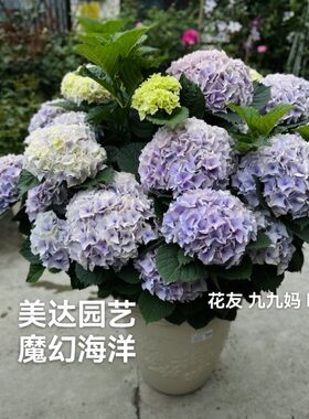 【美达园艺】大花绣球 花苗 魔幻海洋 扦插苗现货  包对版
