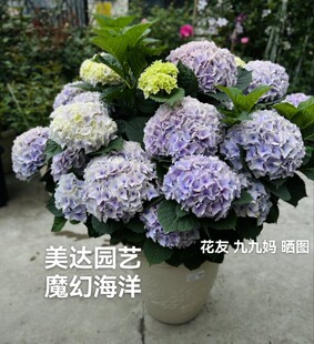 【美达园艺】大花绣球 花苗 魔幻海洋 扦插苗现货  包对版