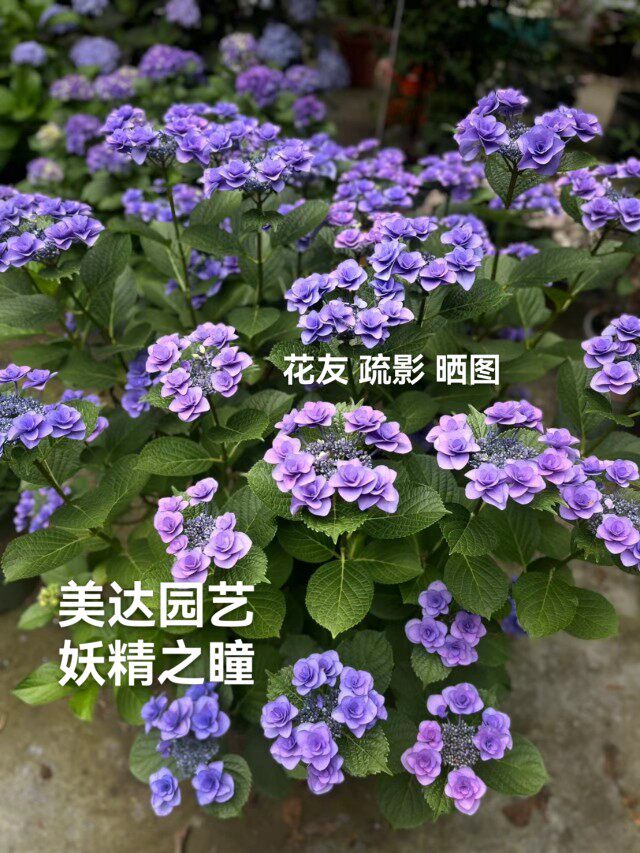 进口重瓣大花绣球盆栽小苗 妖精之瞳 妖瞳1-2加仑中大苗 美达园艺