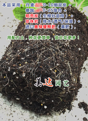 进口配方土德国绣球月季铁线莲