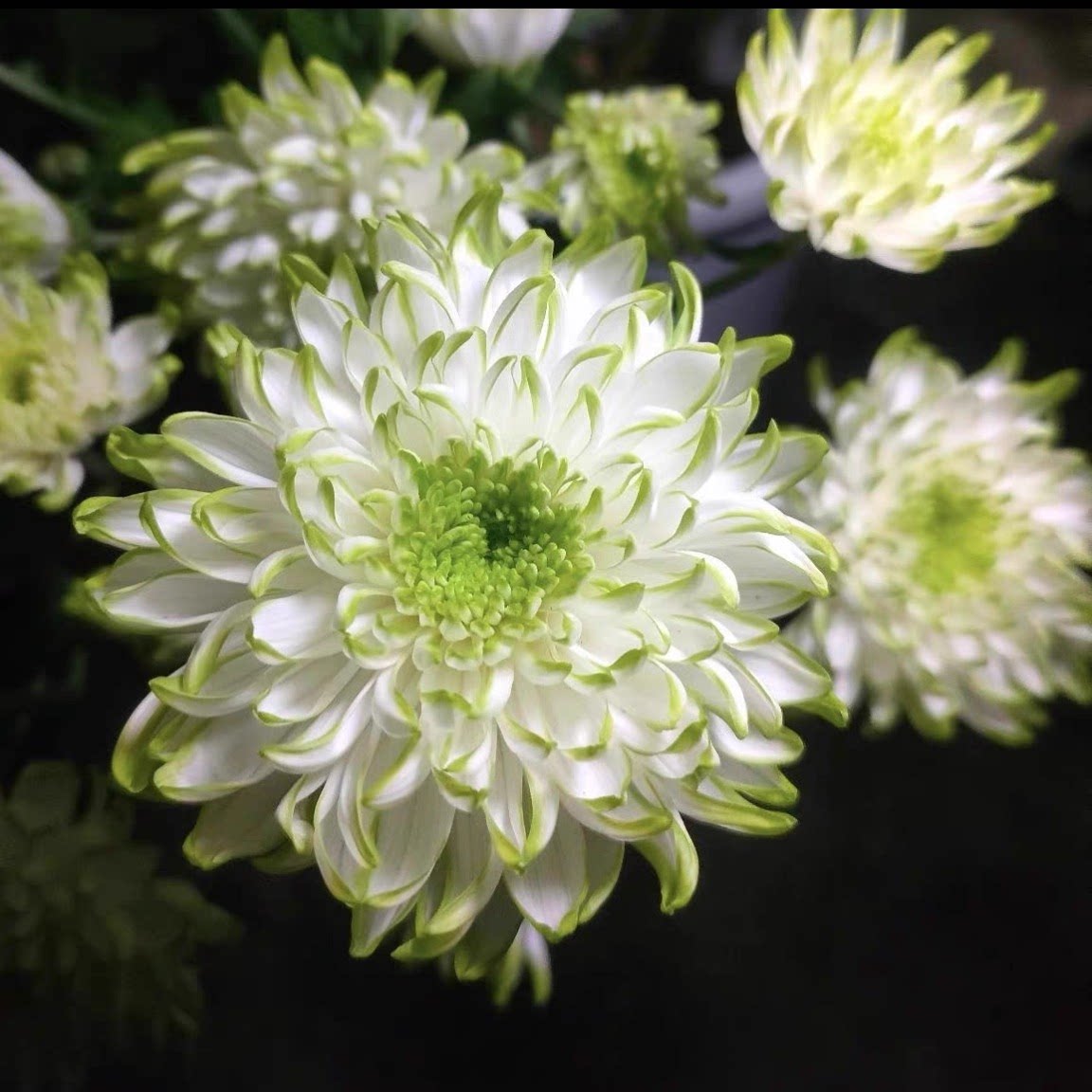 美达菊花雏菊院子庭院春秋开花图片