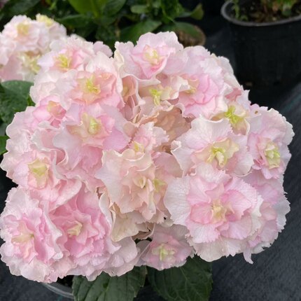 五 进口绣球花苗小苗 新老枝条开花品种 恋心蒙特柠檬之吻克鲁瓦