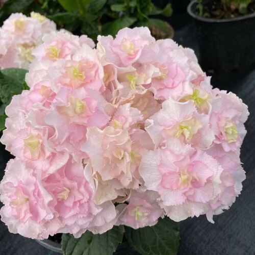 五 进口绣球花苗小苗 新老枝条开花品种 恋心蒙特柠檬之吻克鲁瓦