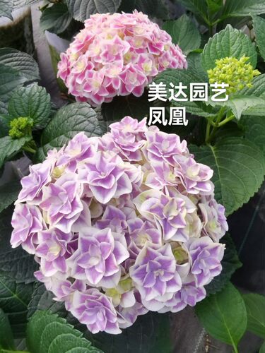 凤凰 绣球20年进口新品绣球花苗 包对版现货小苗 美达园艺