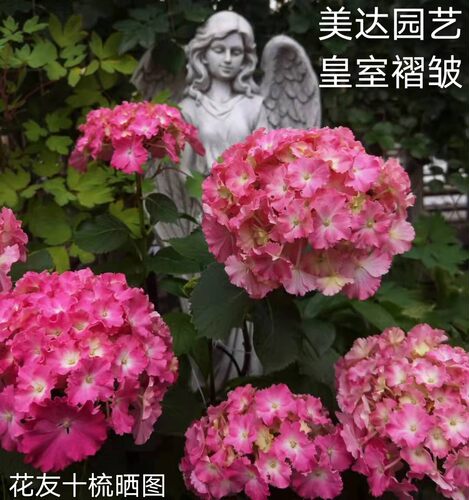 进口品种大花绣球特价