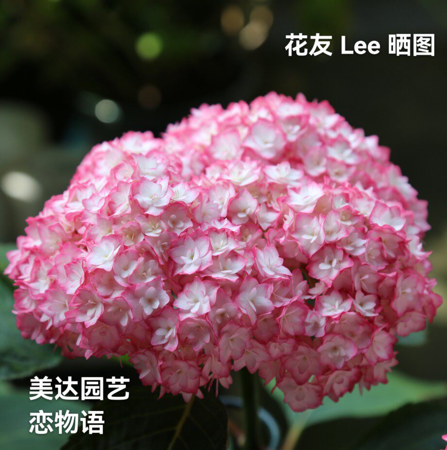 新品进口大花绣球花苗 恋物语 重瓣花卉盆栽植物庭院阳台院子