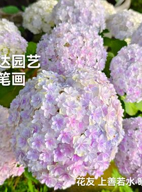 六新品绣球 蒙特光云 粉笔画 球晴天水晶面纱水晶灯 露娜盆栽花苗