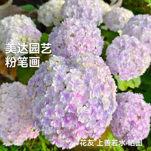 六新品绣球 蒙特光云 粉笔画 球晴天水晶面纱水晶灯 露娜盆栽花苗