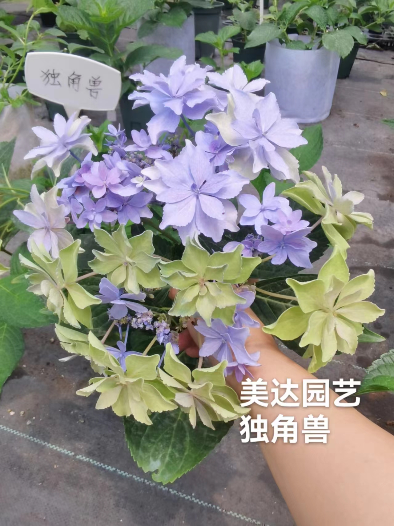 进口大花绣球新品 独角兽 露台庭院花园植物盆栽花苗新老枝开花 鲜花速递/花卉仿真/绿植园艺 绣球/木绣球/木本植物 原图主图