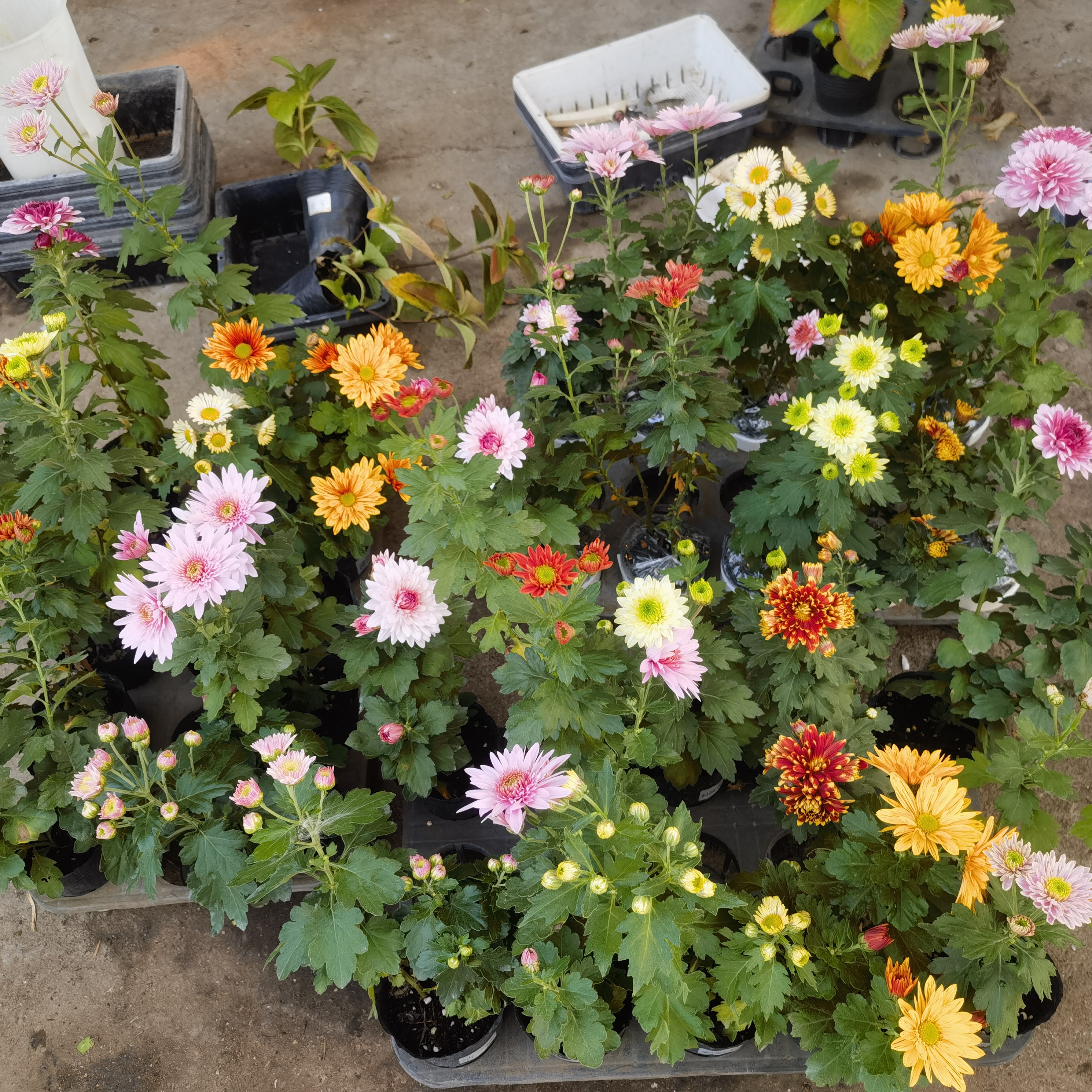 美达园艺 小雏菊花 大花菊花 新品盆栽多年生植物 花卉庭院花苗