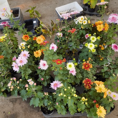 美达菊花雏菊院子庭院春秋开花